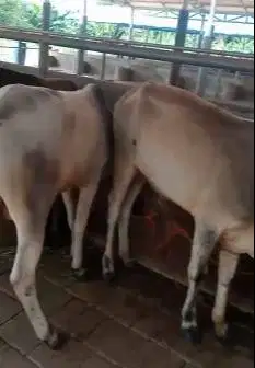4 ekor sapi jawa bakalan 1 tahunan siap penggemukan kurban 2026 manteb