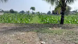 Kavling SHMStrategis cocok untuk hunian Sejuk  dekat Kampus IPB Bogor