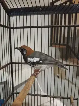 Di jual Anis kmbang ring ladia malang hrian da mulai rajin