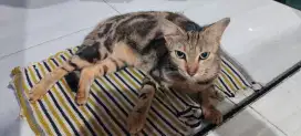 Jual kucing motif ular