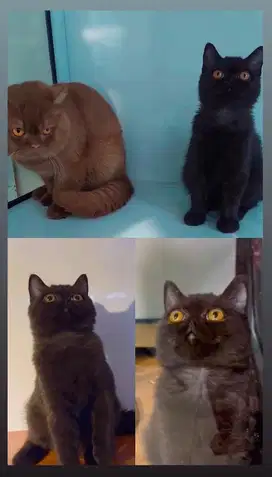 Lepas adop Bsh Black Carrier Cinnamon Import Rusia Betina 5 bln