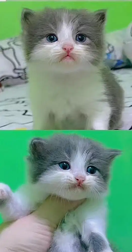 Lepas Adop Bsh & BLH blue solid Bico Blue Carrier Choco Cinnamon 2 bln