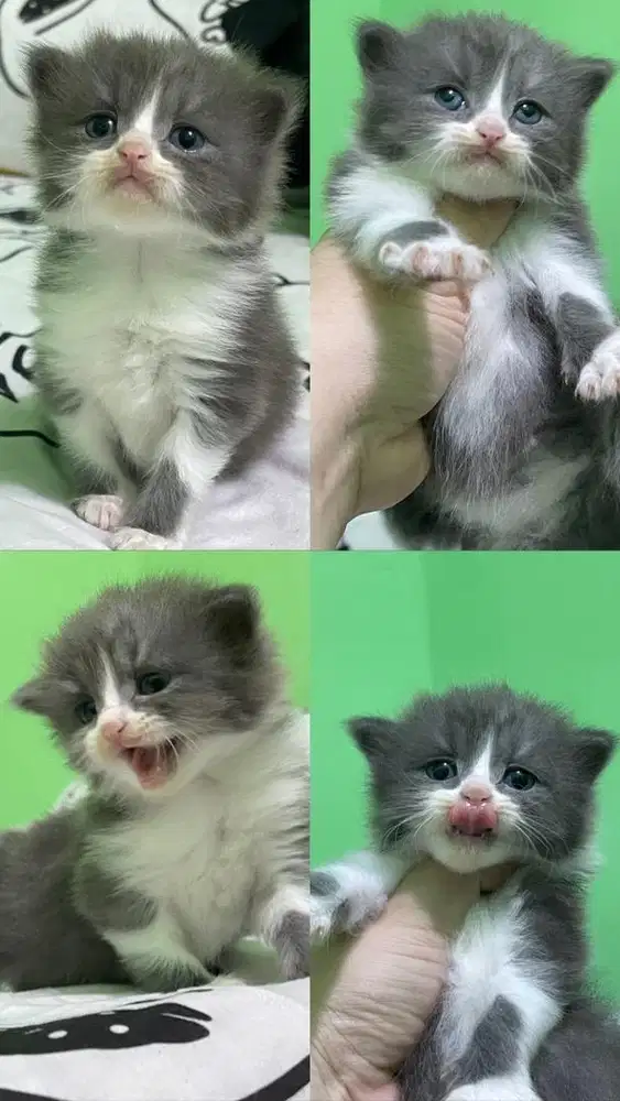 Lepas Adop Bsh & BLH blue solid Bico Blue Carrier Choco Cinnamon 2 bln