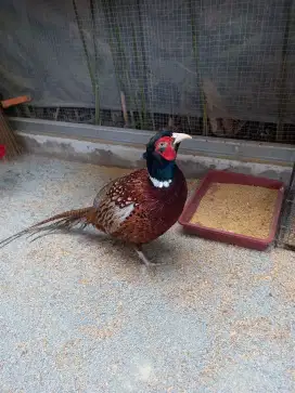 Jual ayam Ringneck Pheasant Merah jantan