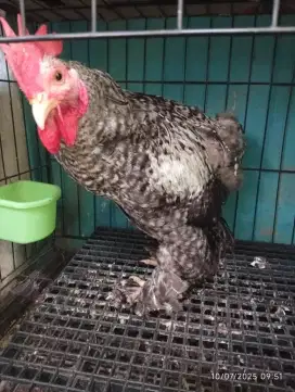 Ayam Brahma Jantan warna langka