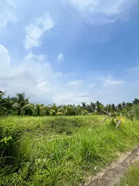 Disewakan Tanah 8 are di desa Mas Ubud