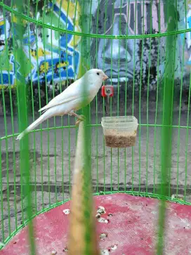 Kenari loper putih gacor burja
