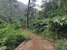 Dijual Tanah Kebun Kopi Siap Panen – Lokasi Strategis Puncak 2