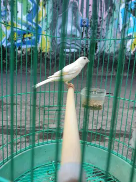 Kenari lokal putih gacor burja
