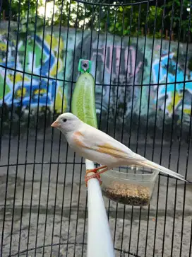 Kenari lokal putih flek gacor burja