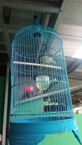 Burung kenari putih loper..