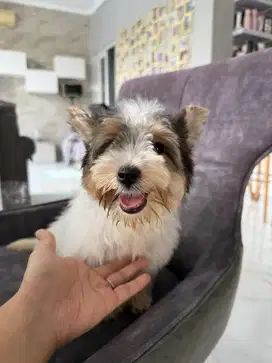anjing biewer yorkshire terrier puppy jantan anak impor