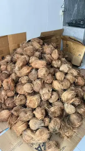 Kelapa tua santan