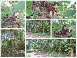 DIJUAL TANAH POHON JATI AREA MOJOKERTO