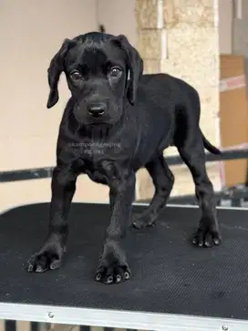 Puppy Labrador Retriever – Sudah Vaksin & Bulu Mengkilap