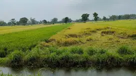 Jual tanah Sawah tanon kec papar jl provinsi kediri surabaya sekoto