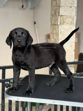 Puppy labrador lucu dengan bulu mengkilap