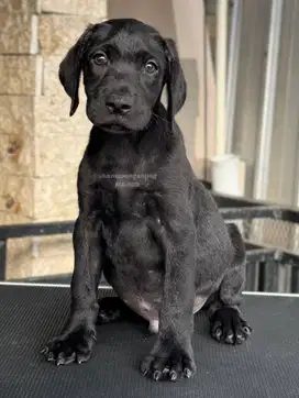 Puppy Labrador Retriever – Cocok untuk Teman Aktif & Peliharaan Setia