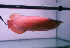 Arwana sr uk 43 cm .