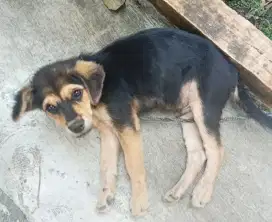 Anjing Rottweiler