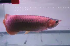 Arwana sr uk 36 cm