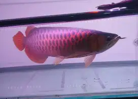 Arwana sr uk 35 cm