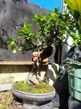 Dijual Tanaman Bonsai
