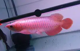 Arwana sr uk 35 cm
