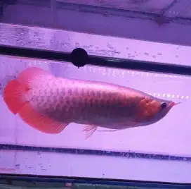 Arwana sr uk 43 cm .