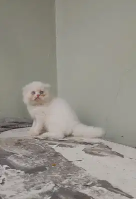 Kucing kitten scottish fold / british / anggora / pekanose / persia