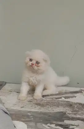 Kucing kitten scottish fold / british / peaknose / persia / anggora