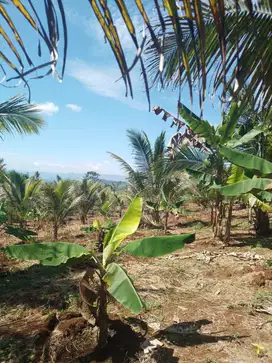 Tanah darat perkebunan kelapa bantar gadung sukabumi