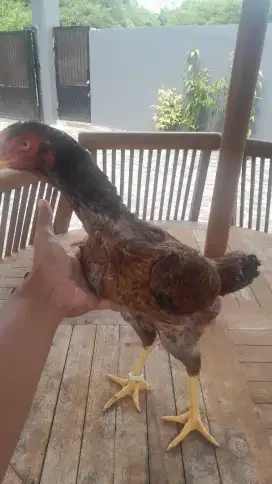 Ayam shamo paket ternak 1 jago 2 betina