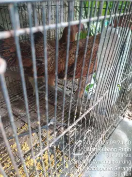 2 ekor betina ayam pelung