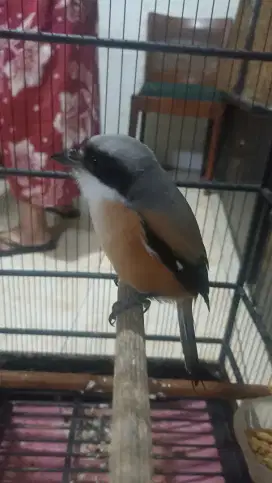 Burung Cendet/Pentet (Toed) full sangkar kerodong