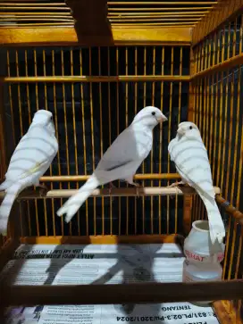 Burung kenari merlok borongan & betina putih