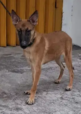 Jual Belgian malenoise jantan umut 3,5 bln,Stambum, ,vaksin