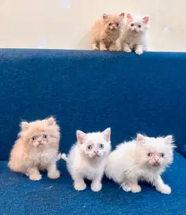 Kitten persia jantan & betina