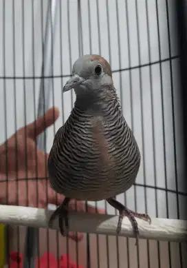 Perkutut Kalung Tepung/Pedaringan Kebak Lokal Alam
