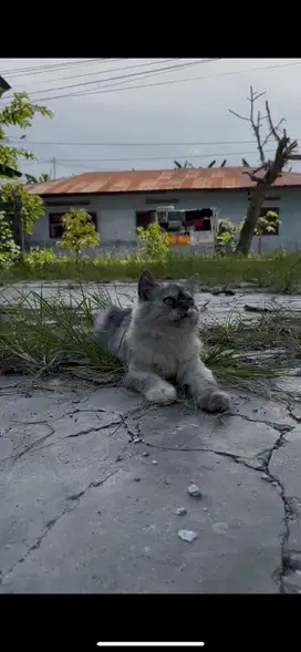persia flatnose betina usia 4 bulan