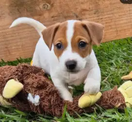 DIJUAL ANAK ANJING JACK RUSSELL