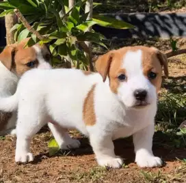 DIJUAL ANAK ANJING JACK RUSSELL PURE