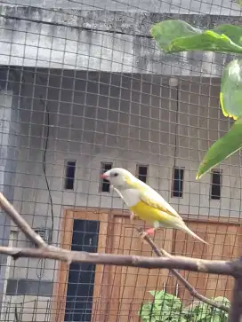 Emprit/finch gould amadin jantan