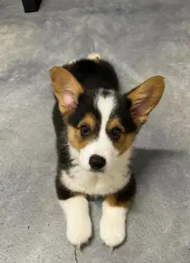 DIJUAL ANAK ANJING CORGY