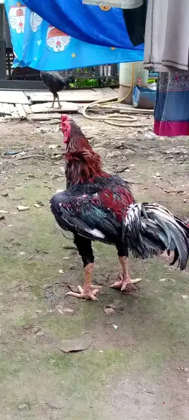 Jual ayam Bangkok klasik