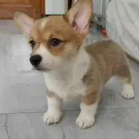 DIJUAL ANAK ANJING CORGY