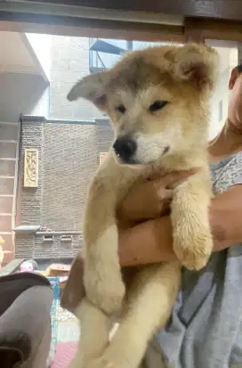 Alaskan malamute 4 bulan