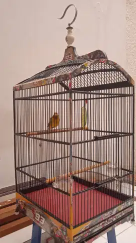 Burung kenari gacor