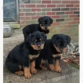 DIJUAL ANAK ANJING ROTTWEILER