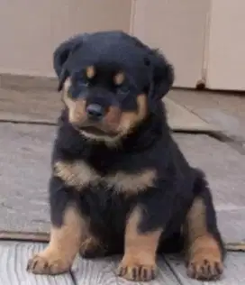 DIJUAL ANAK ANJING ROTTWEILER